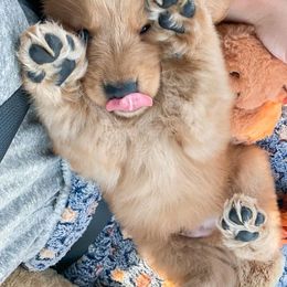 Golden Retriever Puppies from OPK GOLDENS