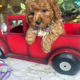 Boy 1 - Red male Cavapoo puppy in Mapleton, Utah from Megan Roach's Cockapoos, Cavapoos and Aussiedoodles