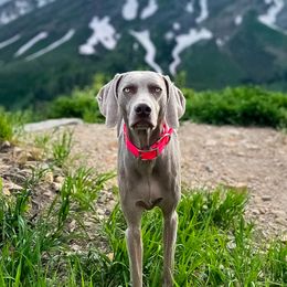 Weimaraners from Wild West Weimaraners