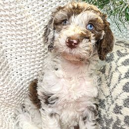 Cornelia - Merle Goldendoodle puppy in Lititz, Pennsylvania from Heyday Doodles
