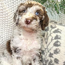 Cornelia - Merle Goldendoodle puppy in Lititz, Pennsylvania from Heyday Doodles