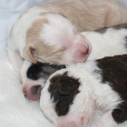 Bernedoodle Puppies from Sparling's Doodles