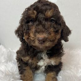 Price adjustment on Wren - Red phantom male Aussiedoodle puppy in Clarkston, Washington from Doodle & poodle palace