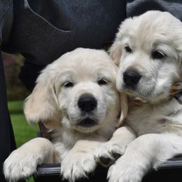 Golden Retriever Puppies from Ike Jon Goldens