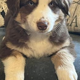 Miniature Australian Shepherds from Hope & Grace Kennels