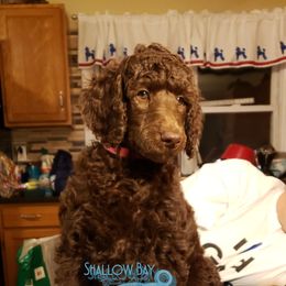 Poodle Puppies from Shallow Bay Standard Poodles
