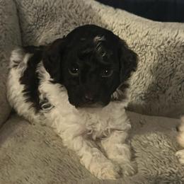 Circle K (white collar) - Parti male Poodle puppy in Winter Haven, Florida from Herdez’s Poodles