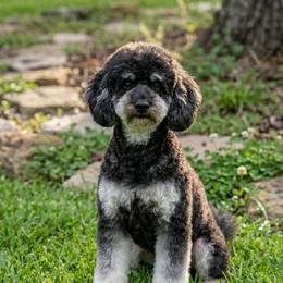 Bea - Poodle
