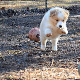 Australian Shepherd Puppies from Danell Australian Shepherd