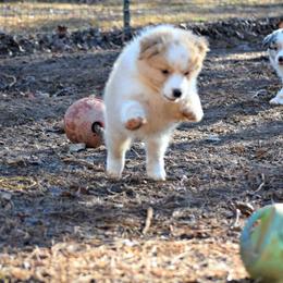 Australian Shepherd Puppies from Danell Australian Shepherd