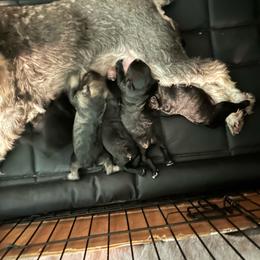 Girl 3 - Black female Miniature Schnauzer puppy in Crossville, Tennessee from Farmers Creek Kennel