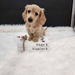 Goose - Cream male Dachshund puppy in Smallett, Missouri from Doxie Holler
