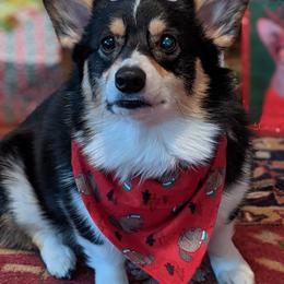 Pembroke Welsh Corgi Puppies from Cattal Corgis