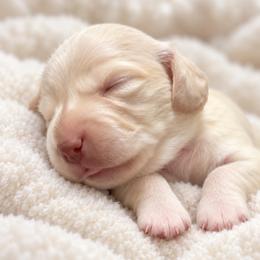 Nugget - Cream male Dachshund puppy in Madisonville, Tennessee from KK Mini Doxies