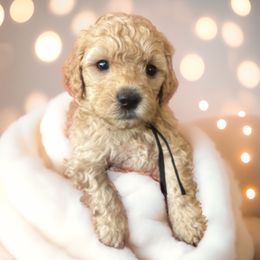 Boy - Black - Red  male Goldendoodle puppy in Caldwell, Idaho from Idaho Mini Doodles