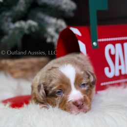 Cedar - RMM - Red merle male Toy Australian Shepherd puppy in Oklahoma City, Oklahoma from Outland Toy & Mini Aussies