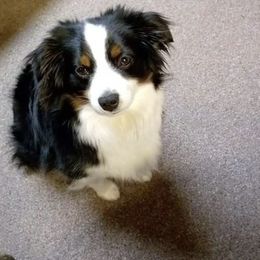 Australian Shepherd Puppies from Miracle Meadows Aussies