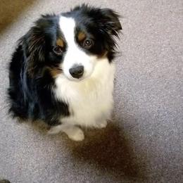 Australian Shepherd Puppies from Miracle Meadows Aussies