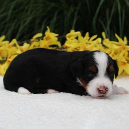 Lego - Tri-color male Bernedoodle puppy in Perrysville, Ohio from Pleasant Valley Bernedoodles