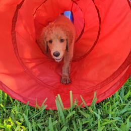 Goldendoodle Puppies from Costa's Curly Canines