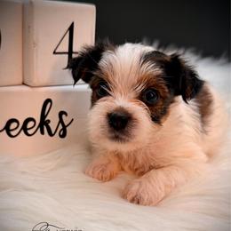 T mark on back - Parti male Yorkshire Terrier puppy in Machesney Park, Illinois from Three Yorkie Family