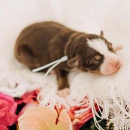 Milton - Red tri male Miniature Australian Shepherd puppy in Enoch, Utah from Twisted H Aussies