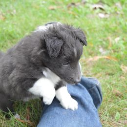 Shetland Sheepdog Puppies from Sunny Shelties
