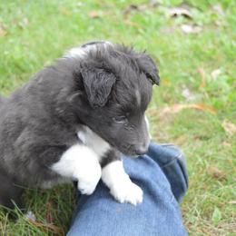 Shetland Sheepdog Puppies from Sunny Shelties