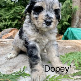 Bernedoodle Puppies from Ponderosa Puppy