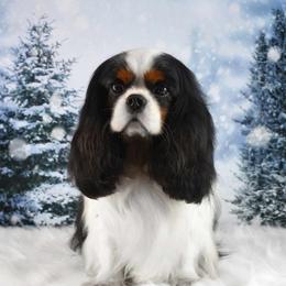 Knute - Cavalier King Charles Spaniel