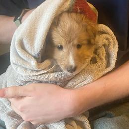 Wilma (Female 1) - White and sable merle female Shetland Sheepdog puppy in Chambersburg, Pennsylvania from Clark Kennel Shelties