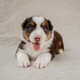Hale - Red tri-color male Australian Shepherd puppy in Aberdeen, North Carolina from Huckleberry Hill Aussies LLC.