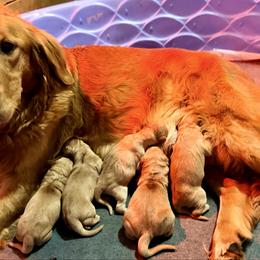 First Pick Male - Dark golden male Golden Retriever puppy in Ohatchee, Alabama from The Golden Life