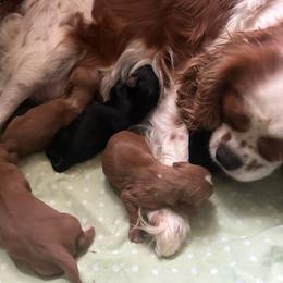 Girl 3 - Ruby female Cavalier King Charles Spaniel puppy in Watkinsville, Georgia from Cavaliers of Windsor