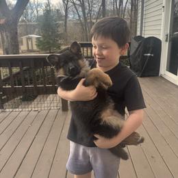 Miss Purple - Black and red female German Shepherd puppy in Lawton, Michigan from Free Indeed Shepherds