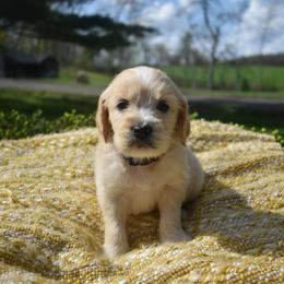 Aussiedoodle and Goldendoodle Puppies from Classic City Doodles