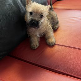 Cairn Terrier Puppies from Shining Waters Farm