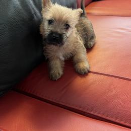 Cairn Terrier Puppies from Shining Waters Farm