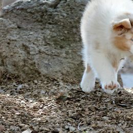Australian Shepherd Puppies from Cloverdale Australian Shepherds