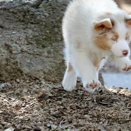 Australian Shepherd Puppies from Cloverdale Australian Shepherds