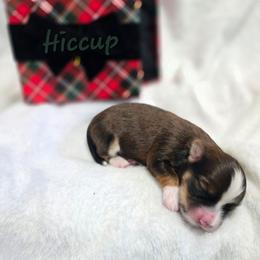Hiccup - Red sable male Havanese puppy in Pelham, Alabama from Havanese Cuban Cuties