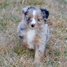 Toketee - Blue merle male Toy Australian Shepherd puppy in Bly, Oregon from Apacheblus Toy Aussies