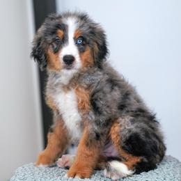 Chili - Blue merle female Bernedoodle puppy in Dundee, Ohio from Down Home Doodle