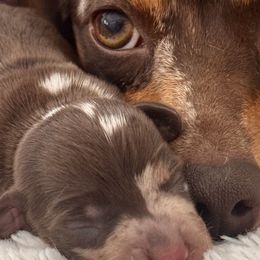 Dachshunds from Remi’s Dapple Dachshunds