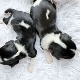 Cavalier King Charles Spaniel and Dachshund Puppies from Irresistible Dachshunds & Cavalier King Charles Spaniel