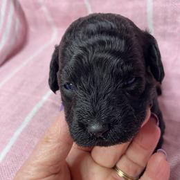 Sage - Black female Goldendoodle puppy in Greenville, South Carolina from Law Doodles of SC