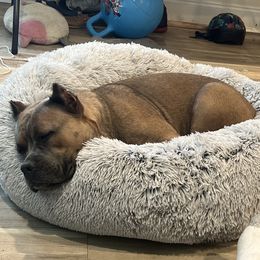 Laila - Cane Corso