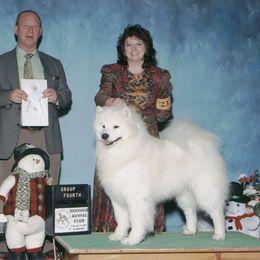 Patton - Samoyed