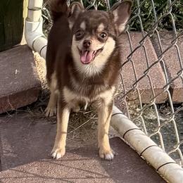 Chanel - Red female Companion Cross puppy in Milan, Indiana from Heartland Pomeranians and Chihuahuas