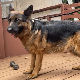 Emmy - German Shepherd